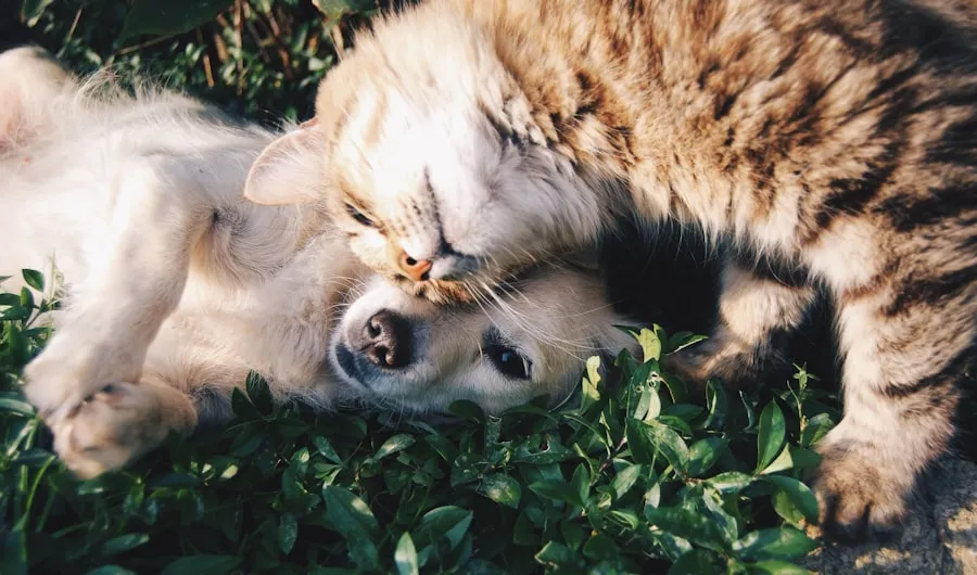 Kedi ve köpek birlikte