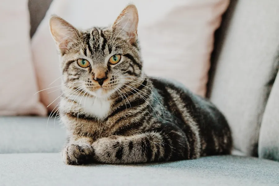 Tekir kedi