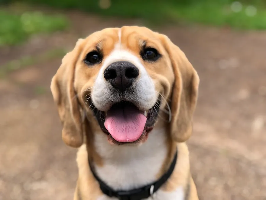 Gülümseyen köpek