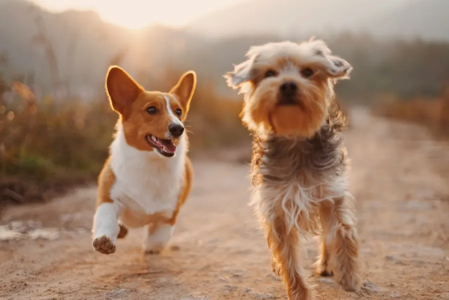 İki köpek koşturuyor