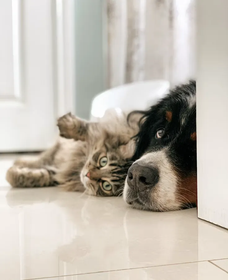 Kedi ve köpek birlikte